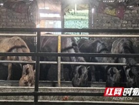 用马肉假冒驴肉售卖 27人被抓 犯罪网络被摧毁