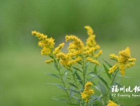 又见“加拿大一枝黄花”，看到千万别碰！这种小黄花可能是入侵生物，多地已出现