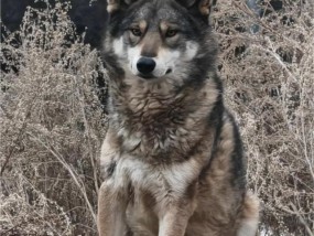 养3年的流浪狗竟然是狼 已移交野生动物救护中心 村民误救野狼幼崽引发关注