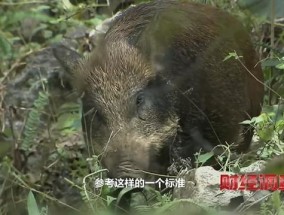 我国野猪达200万头在26个省致害 猎捕问题引热议